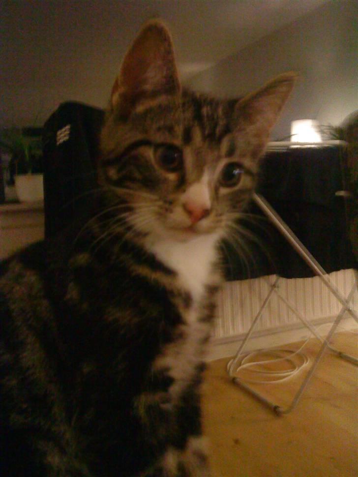 Huskat Fido  - Nysgerrig dreng billede 13