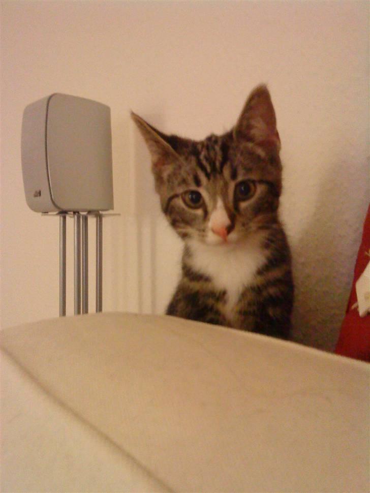 Huskat Fido  billede 14