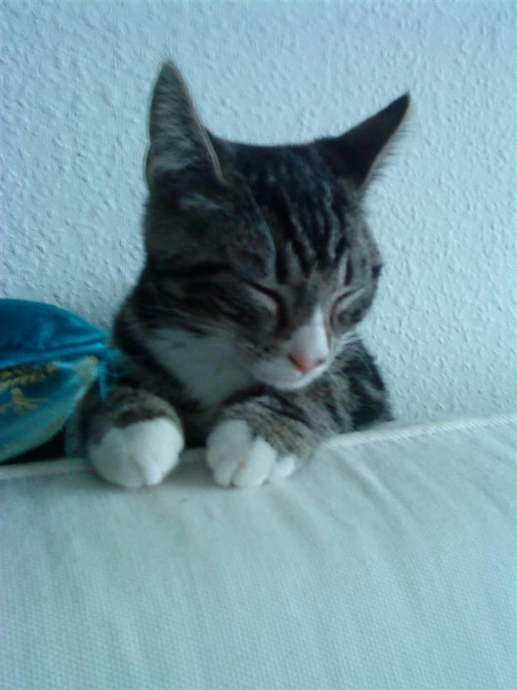 Huskat Fido  billede 15