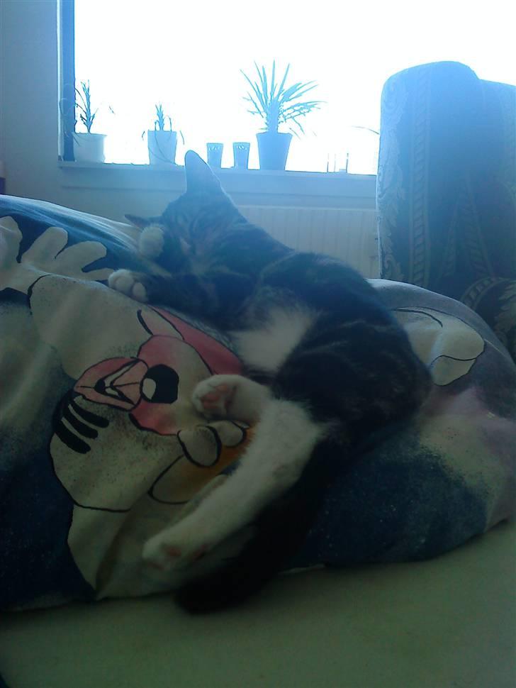 Huskat Fido  billede 16