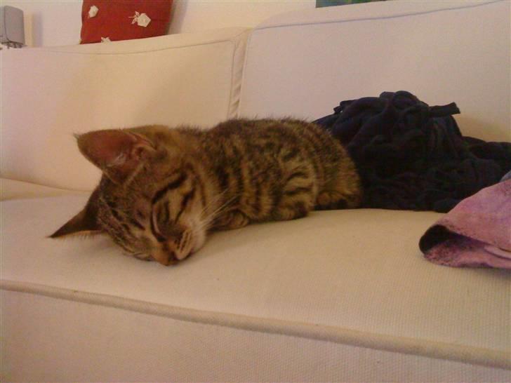 Huskat Tigerdyr - Det er hårdt at være kat billede 7