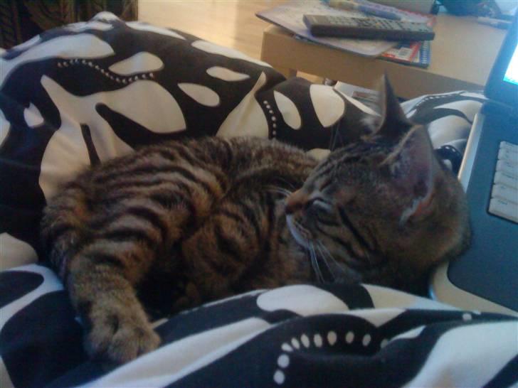 Huskat Tigerdyr - Jeg elsker dyner billede 8