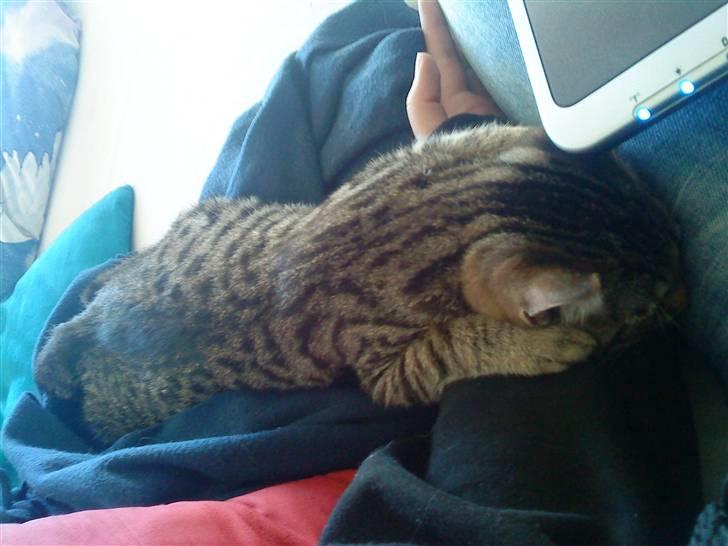 Huskat Tigerdyr - Han elsker at sove på en, så ved man de er der billede 9