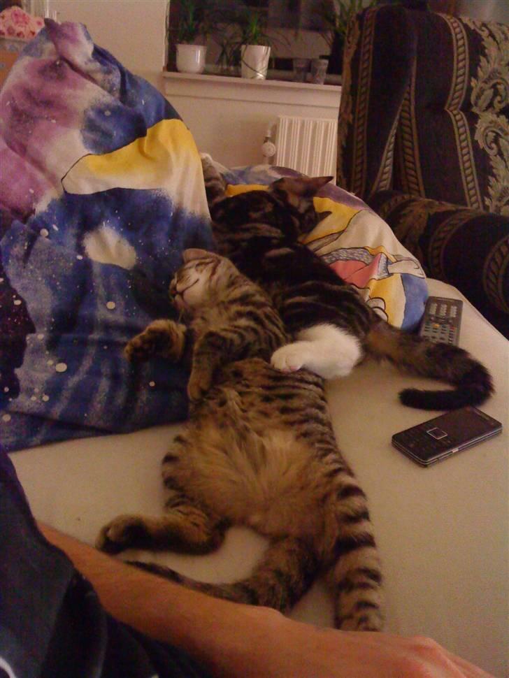 Huskat Tigerdyr - Sødere bliver det næsten ikke billede 10