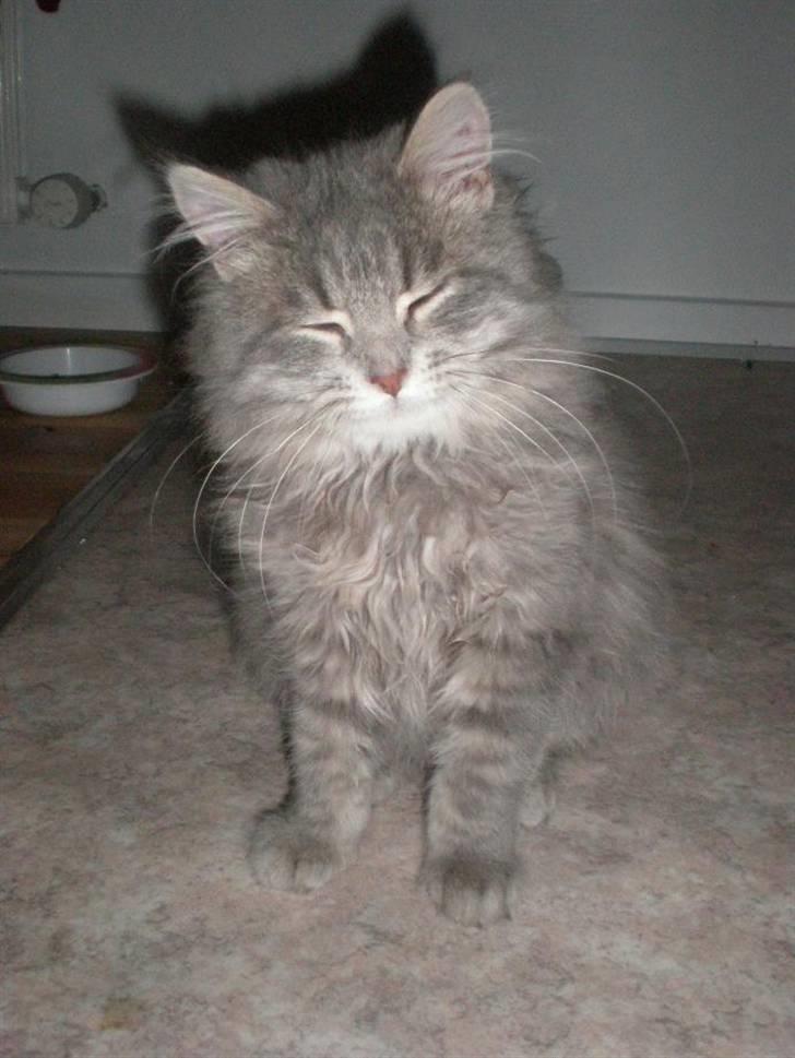 Blanding af racer R.I.P Nala billede 1