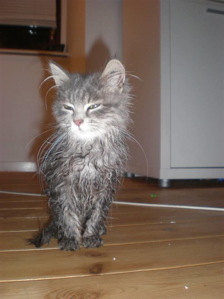 Blanding af racer R.I.P Nala billede 2