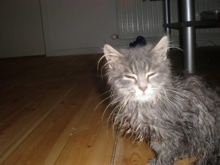 Blanding af racer R.I.P Nala billede 3