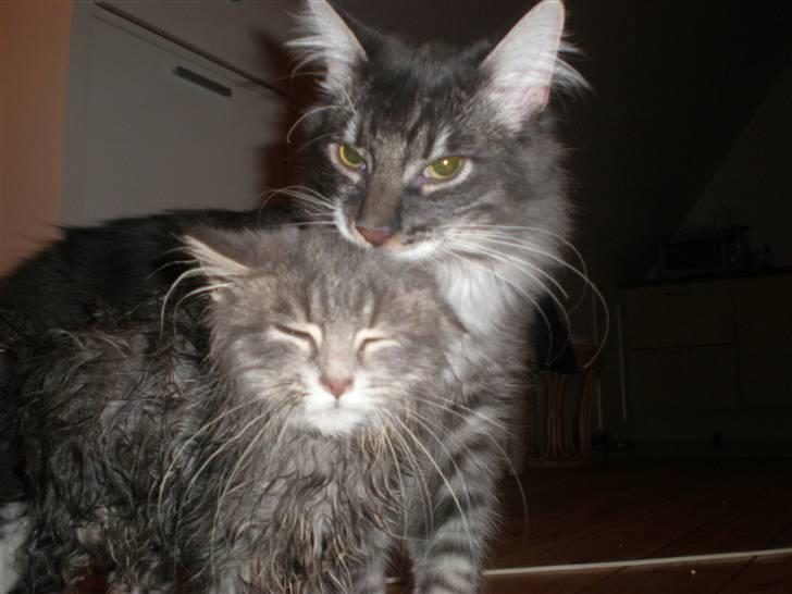 Blanding af racer R.I.P Nala billede 4