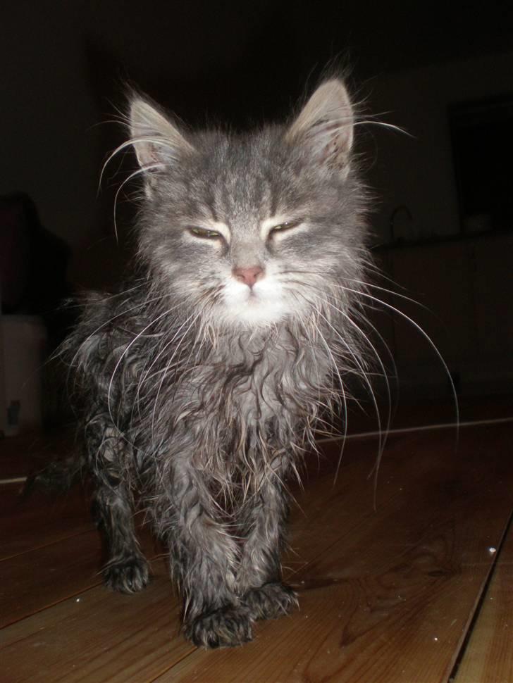 Blanding af racer R.I.P Nala billede 5