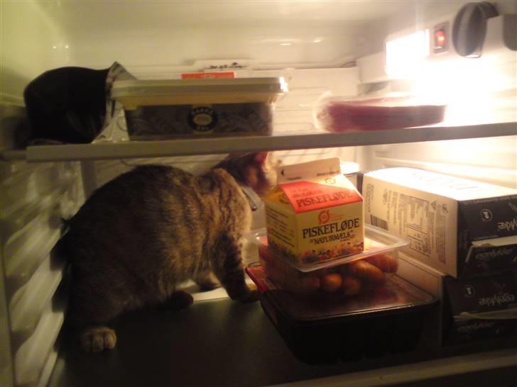 Huskat Felix billede 6