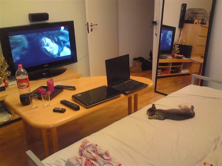 Huskat Felix billede 7