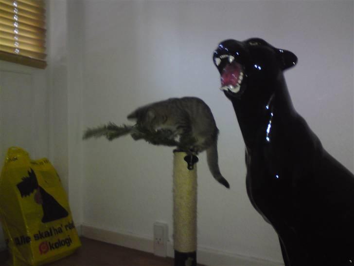 Huskat Felix billede 8