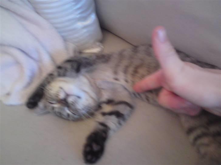 Huskat Felix billede 9