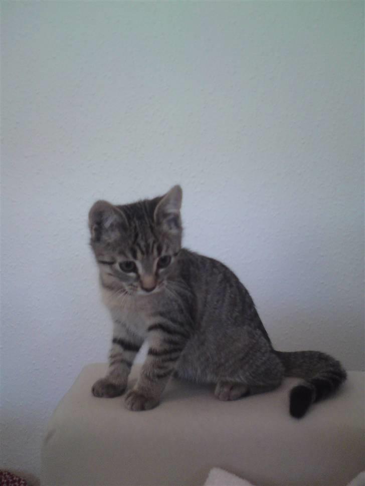 Huskat Felix billede 10