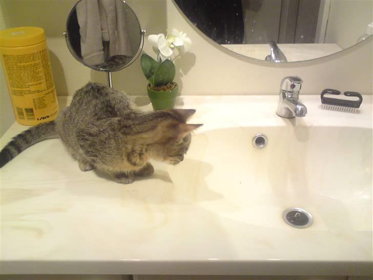 Huskat Felix billede 11