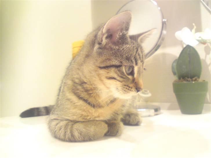 Huskat Felix billede 12