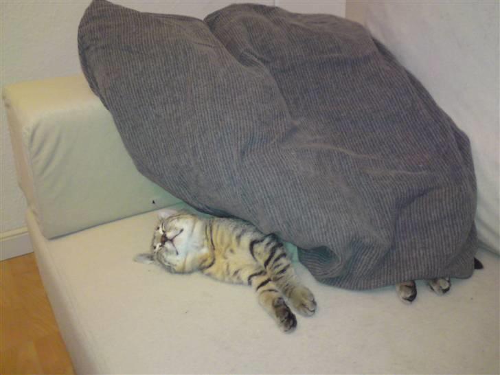 Huskat Felix billede 13