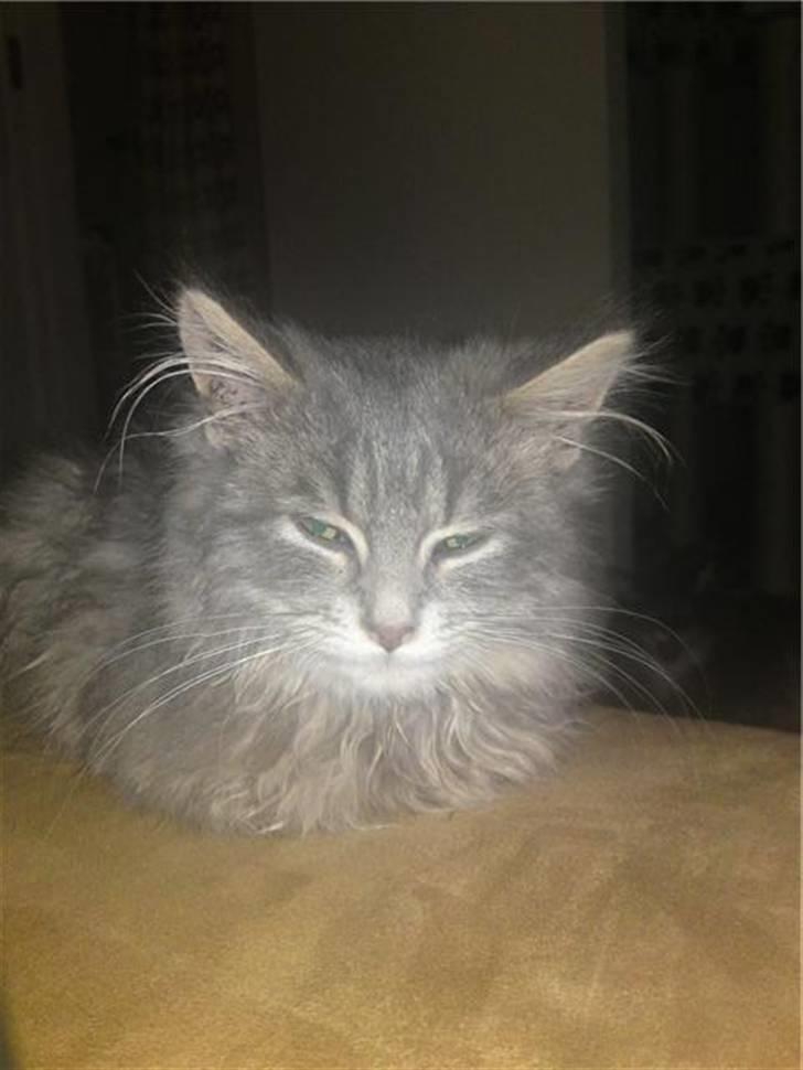 Blanding af racer R.I.P Nala billede 6