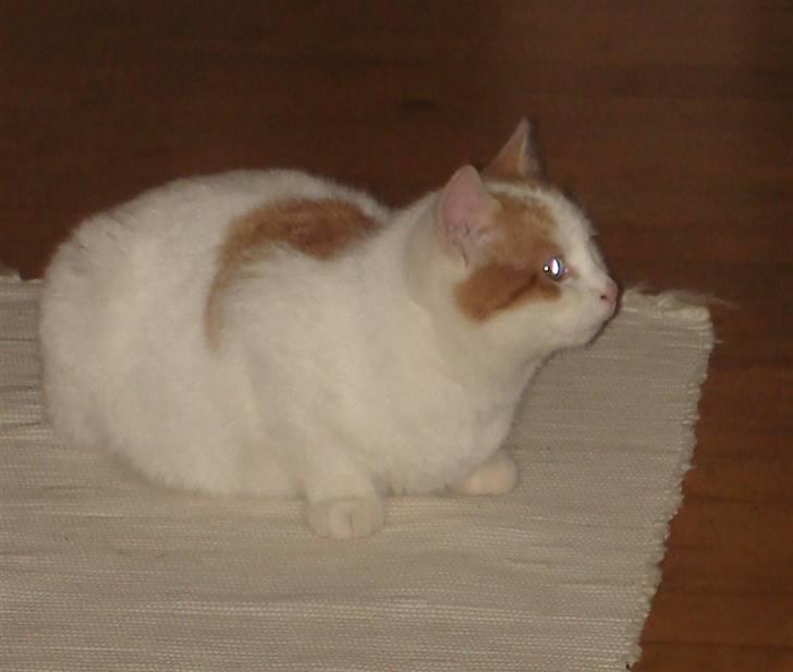Tyrkisk Van Minnie billede 11