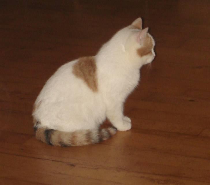 Tyrkisk Van Minnie billede 12