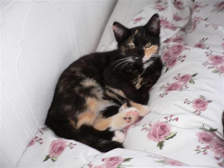 Blanding af racer R.I.P Lundini (grimmemis) - Hygger sig rigtigt i sengen. billede 1