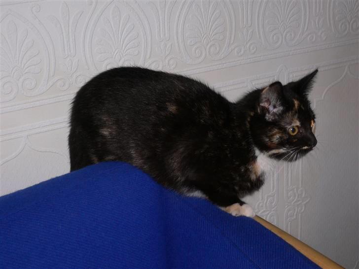 Blanding af racer R.I.P Lundini (grimmemis) - Vild leg i sofaen. Hvem skal nu angribes? billede 2