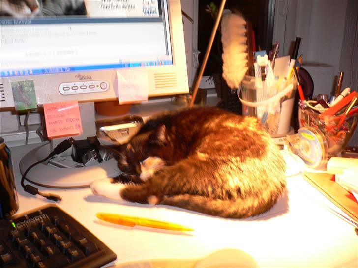 Blanding af racer R.I.P Lundini (grimmemis) - Sover under lampen, som er blevet missens faste plads. Uhm, hvor hun nyder varmen. billede 3