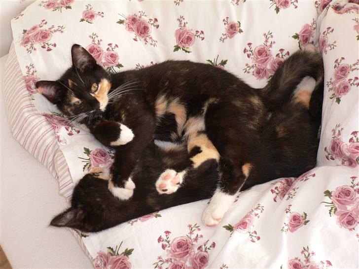 Blanding af racer R.I.P Lundini (grimmemis) - Misserne leger i sengen. billede 4