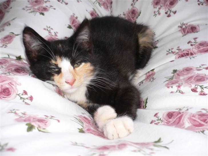 Blanding af racer Nassenberg R.I.P - Hygger i sengen billede 1