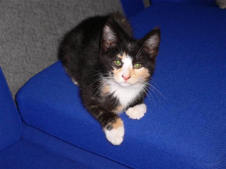 Blanding af racer Nassenberg R.I.P - Har lige nedlagt hynderne i sofaen billede 2