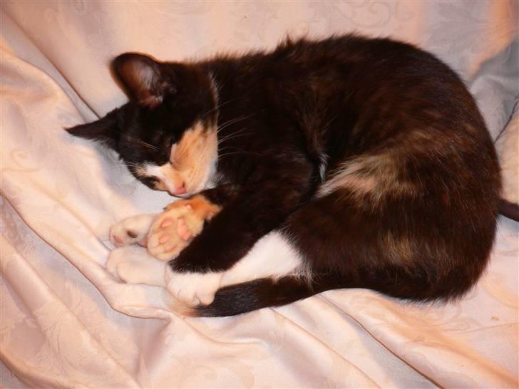 Blanding af racer Nassenberg R.I.P - Sover i sofaen billede 3