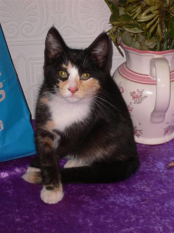 Blanding af racer Nassenberg R.I.P - Ups, her oppe på bordet, må jeg jo ikke være.... billede 4