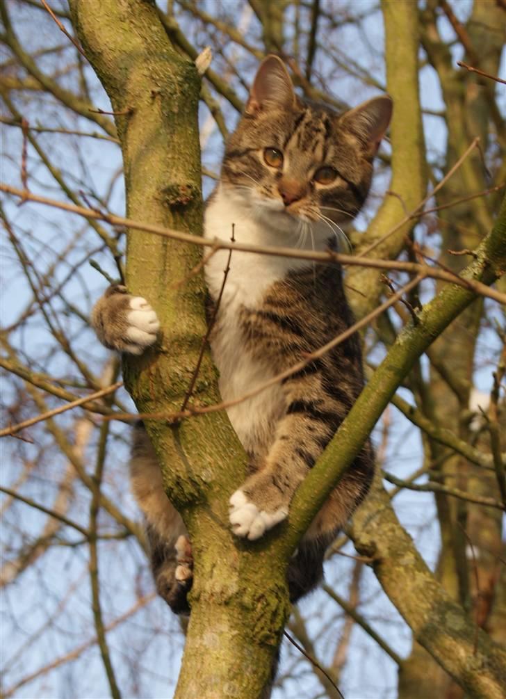 Blanding af racer Mack - oppe i træet   28/12-09 billede 16