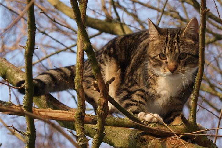 Blanding af racer Mack - 28/12-09 billede 17