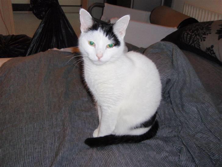 Huskat Frøken billede 17