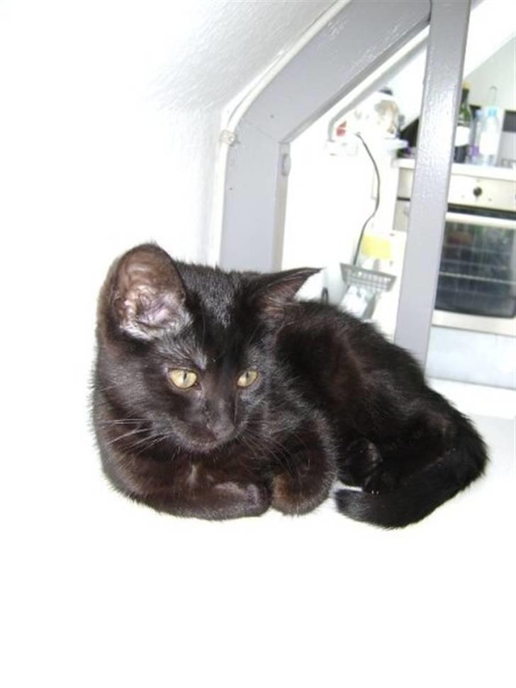 Blanding af racer Molly billede 1