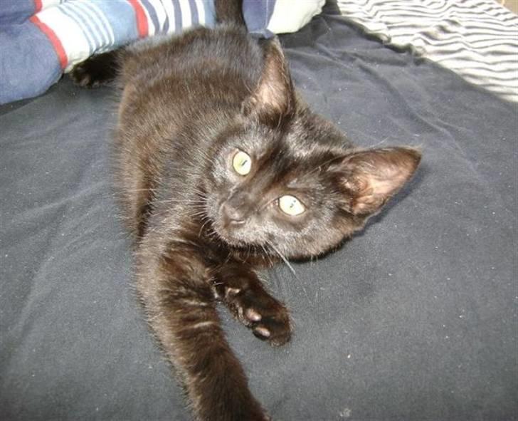 Blanding af racer Molly billede 2