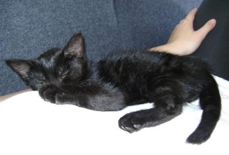 Blanding af racer Molly billede 3