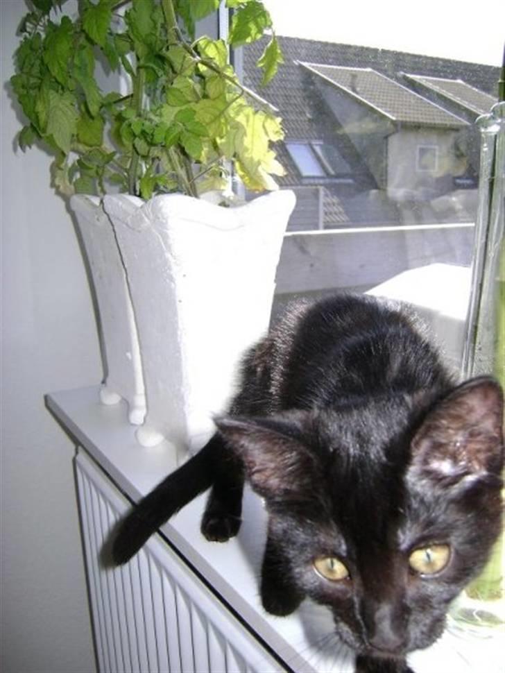 Blanding af racer Molly billede 4