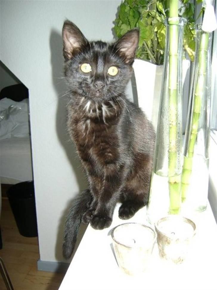 Blanding af racer Molly billede 5