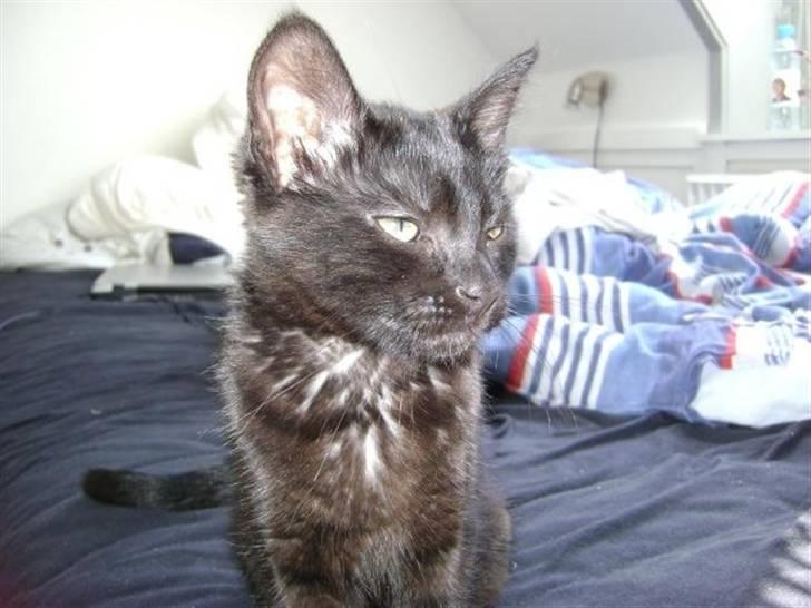 Blanding af racer Molly billede 6