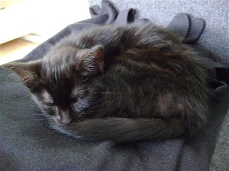 Blanding af racer Molly billede 7