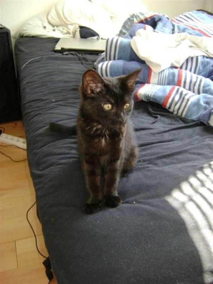 Blanding af racer Molly billede 8