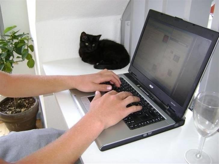 Blanding af racer Molly billede 9