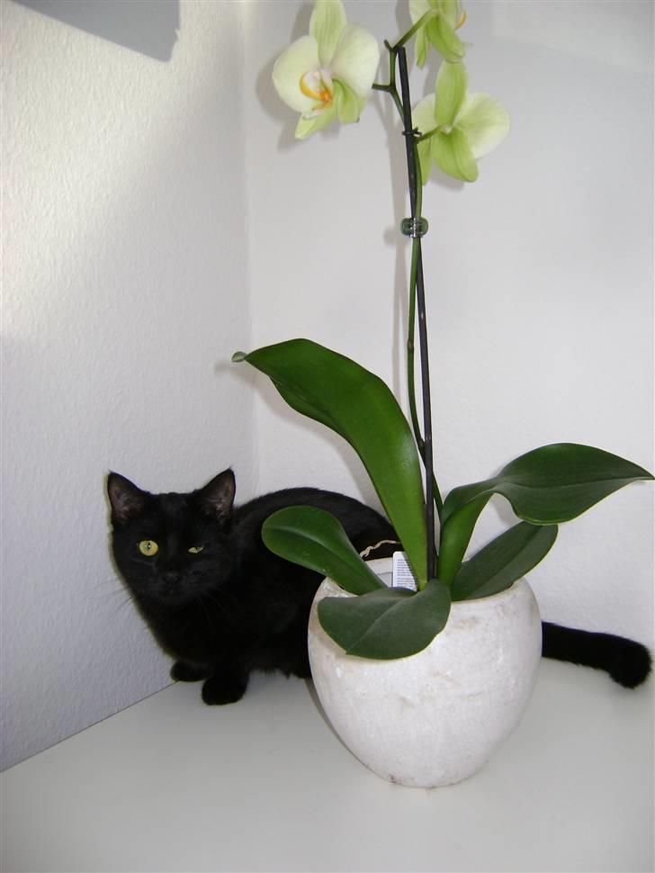 Blanding af racer Molly billede 10