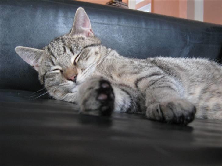 Huskat Saxon - At nyde livet, iiih hvor er det dejlig at være en sofakat billede 6