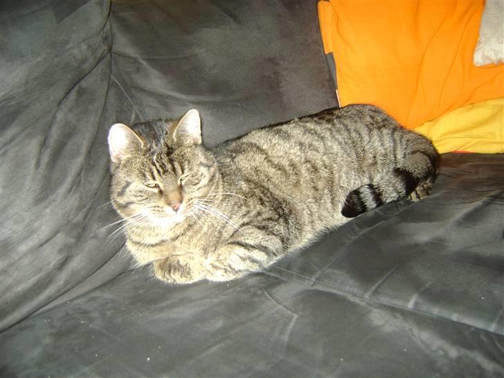 Blanding af racer Molly (SOLGT) billede 1