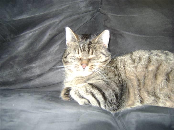 Blanding af racer Molly (SOLGT) billede 2