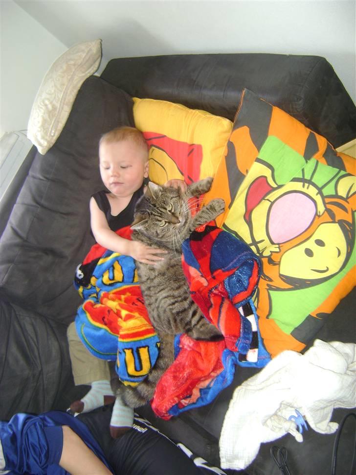 Blanding af racer Molly (SOLGT) billede 3