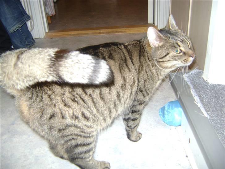 Blanding af racer Molly (SOLGT) billede 4